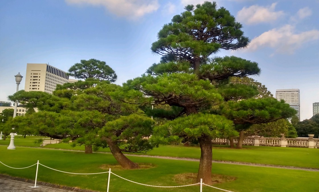 A photo of several manicured pine trees standing in a grassy lawn.