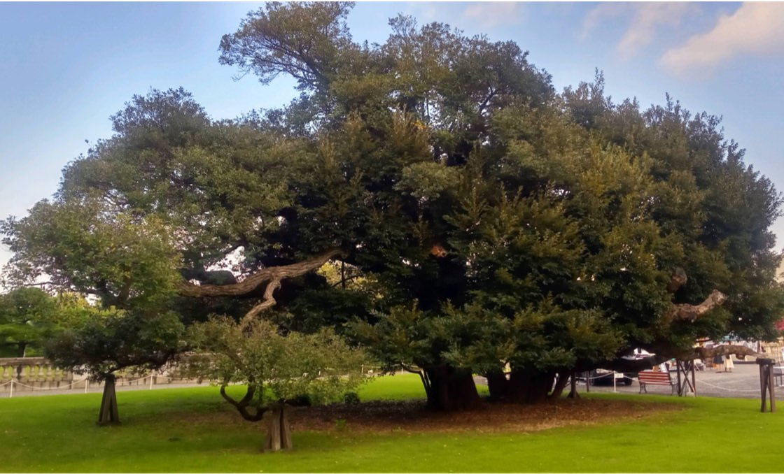 Una fotografía de este gran árbol de hoja ancha que se alza sobre el césped.