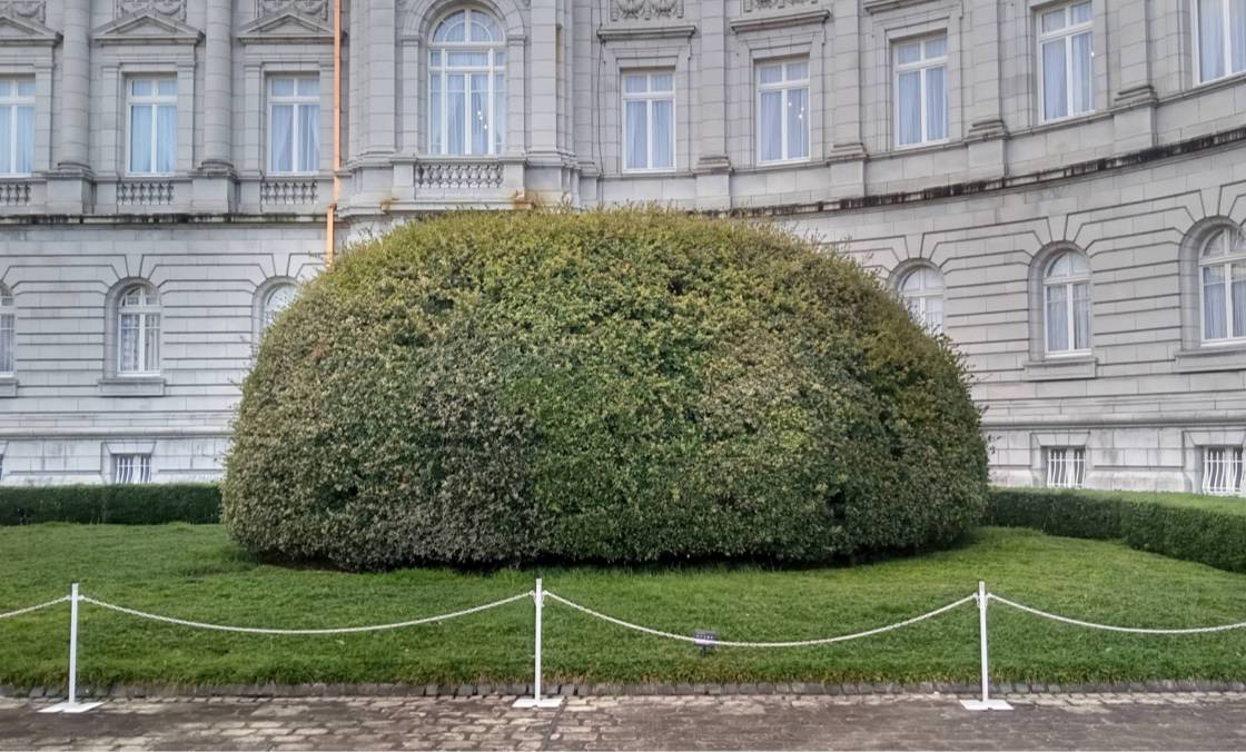 A photo of a bush trimmed into a round shape in front of the State Guest House Akasaka Palace.