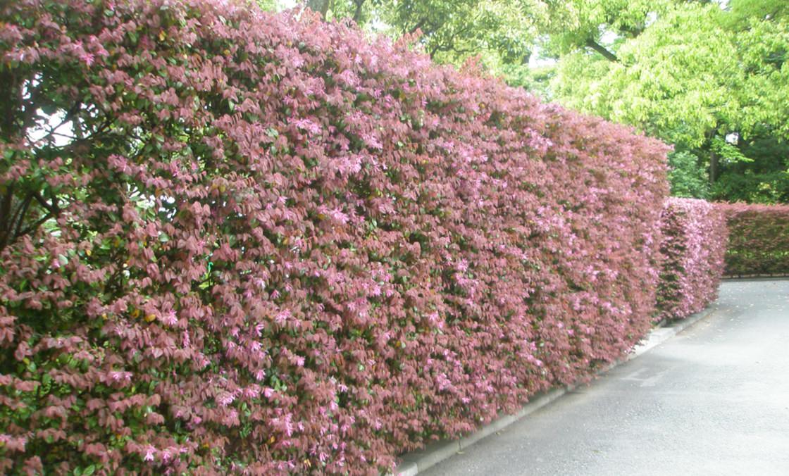 Una fotografía de un alto seto con hojas de color magenta.