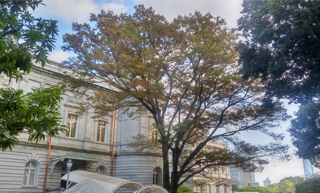 Una fotografía del gran Zelkova del Japón, con sus hojas verdes amarillas, cerca de la Casa de Invitados del Estado, Palacio de Akasaka.