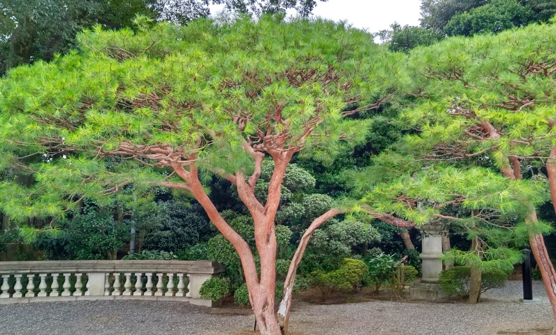 Una fotografía de un pino rojo del Japón con sus agujas de color verde y sus largas ramas rojizas.