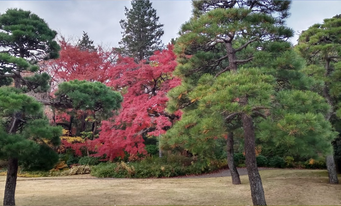 从松树之间看见红叶枫树的照片。