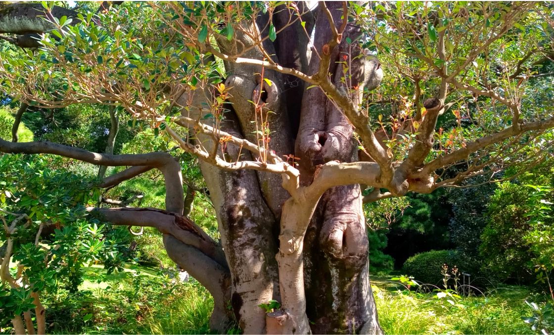 Una fotografía de un árbol en el que han crecido muchas ramas desde su tronco.