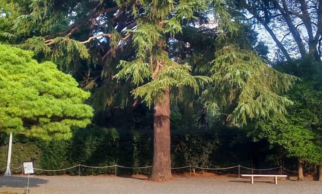 Una fotografía de un árbol de hoja perenne de gran tamaño.