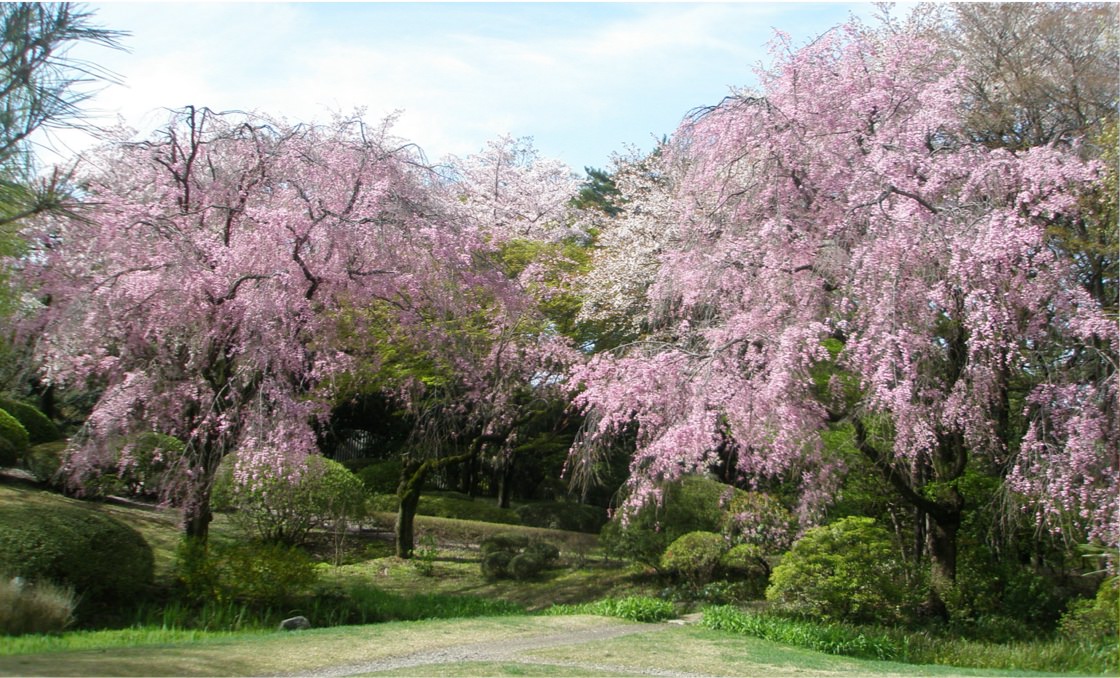 Una fotografía de varios cerezos japoneses con sus flores rosas y blancas en todo su esplendor.