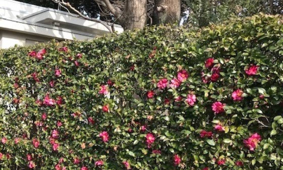 A photo of a hedge with pink-red flowers.