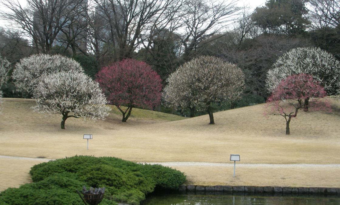 A photo of several plum trees on a lawn blooming in pink and white.