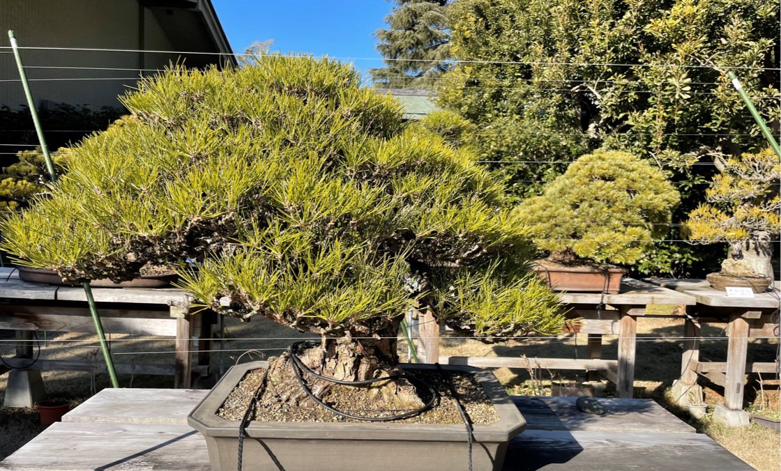 A photo of several small potted trees displayed on tables outside.