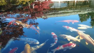 Una fotografía de las carpas de color en el estanque del anexo japonés. Las carpas de llamativo color nadan elegantemente en tonos rojos, blancos, dorados y otros colores.