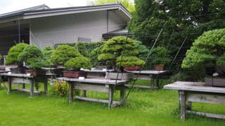 A photo of the bonsai trees at the Japanese Annex. Japanese white pine and black pine bonsai are carefully tended here.