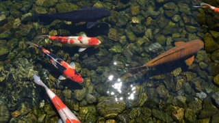 A photo taken directly above the colored carp in the pond. Fish swim elegantly in shades of red, white, black, and other colors.