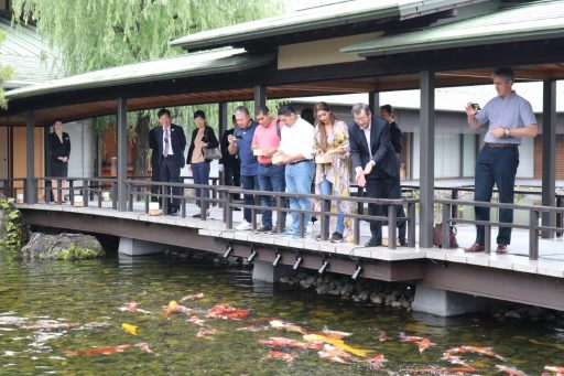 Feeding Koi carp.